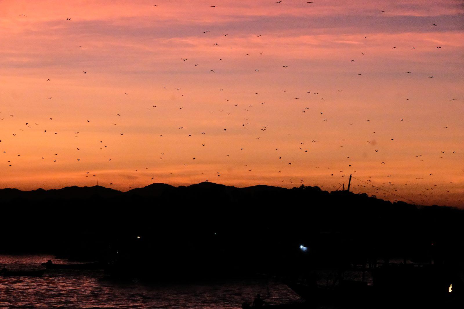Princess Lala Phinisi – Los murciélagos de Kalong al atardecer