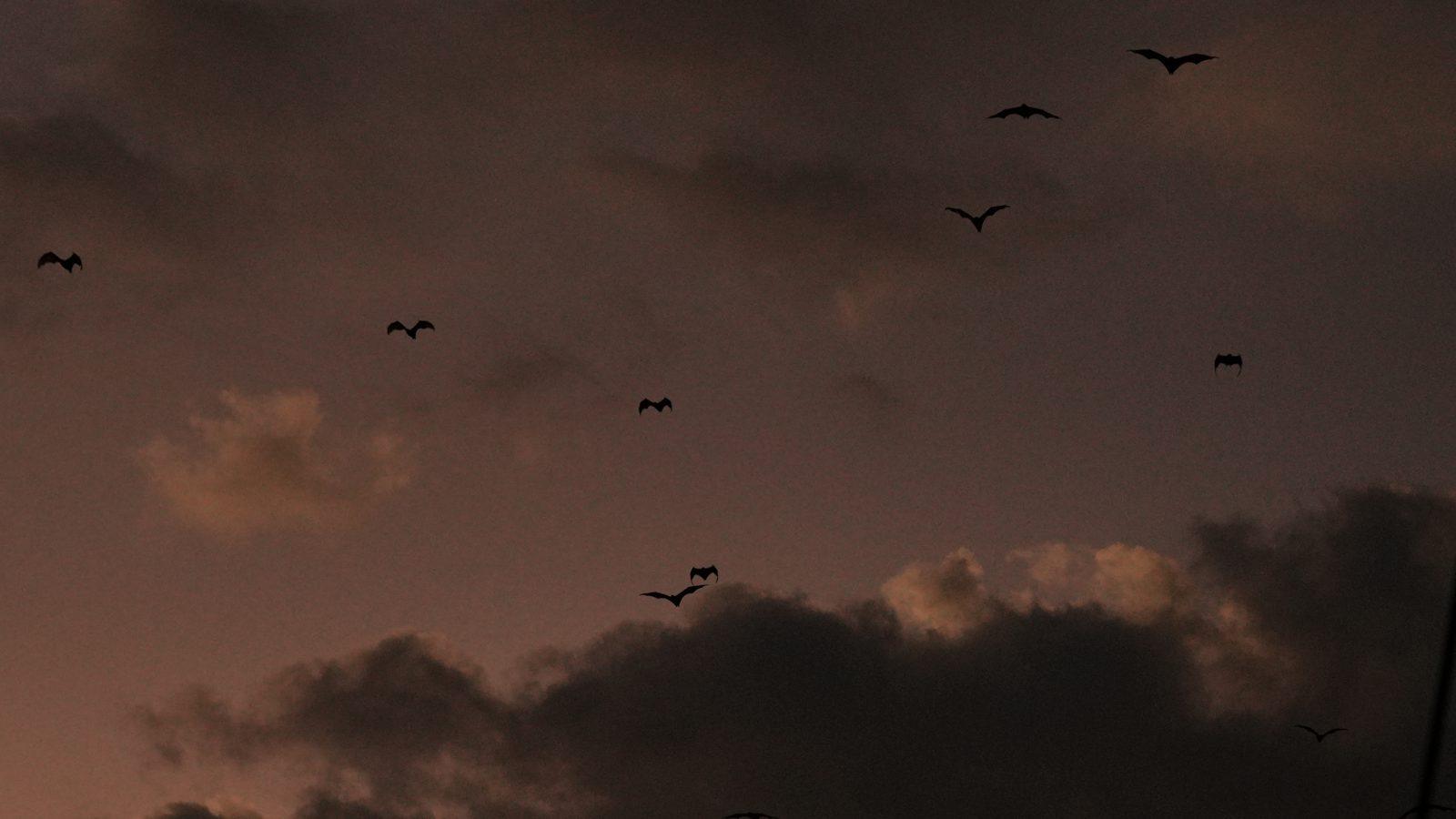 Kalong – Flock of bats in dusk sky (Foto real de un viaje de Komodo Explorer)