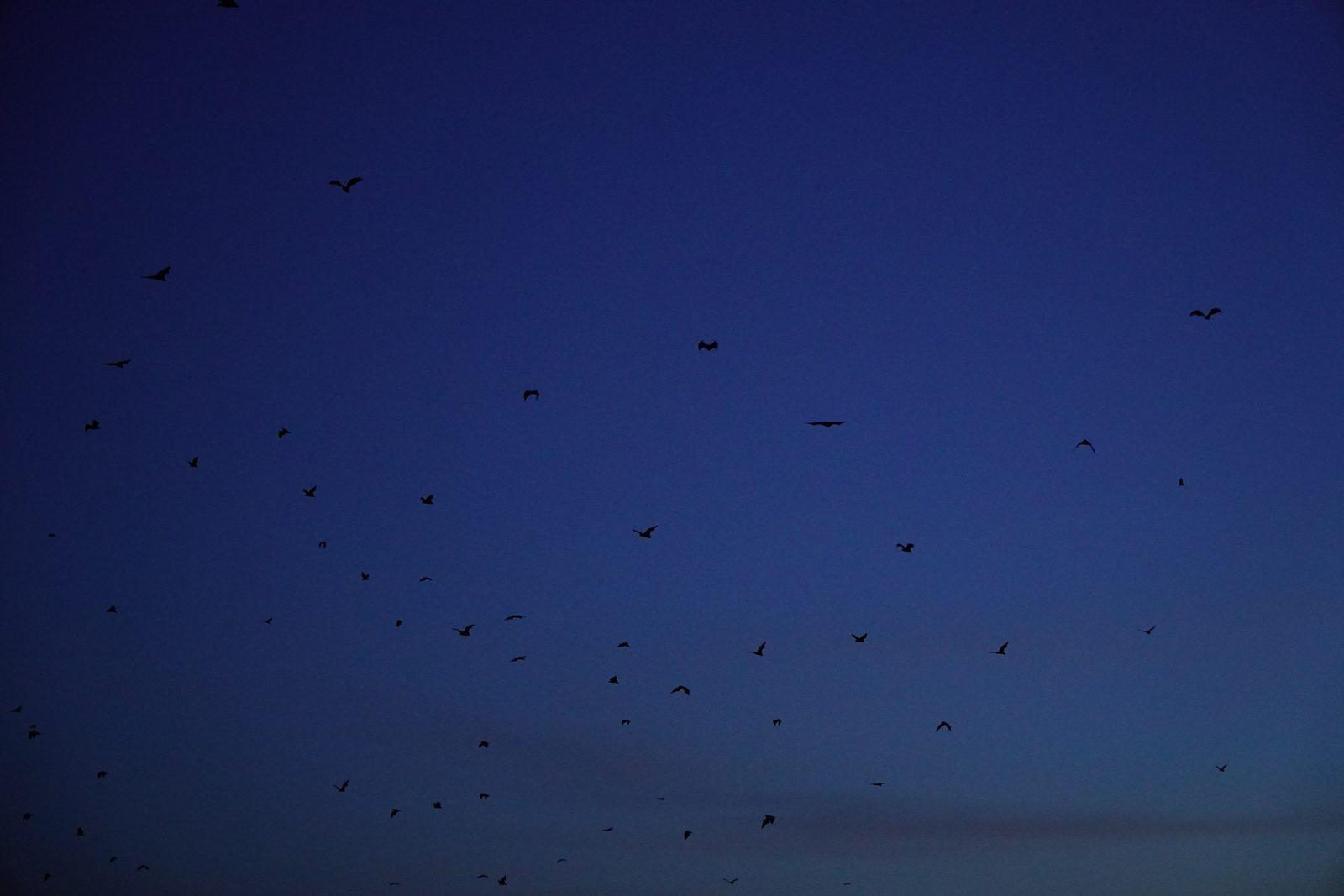 Kalong – many bats flying at dusk (Foto real de un viaje de Komodo Explorer)