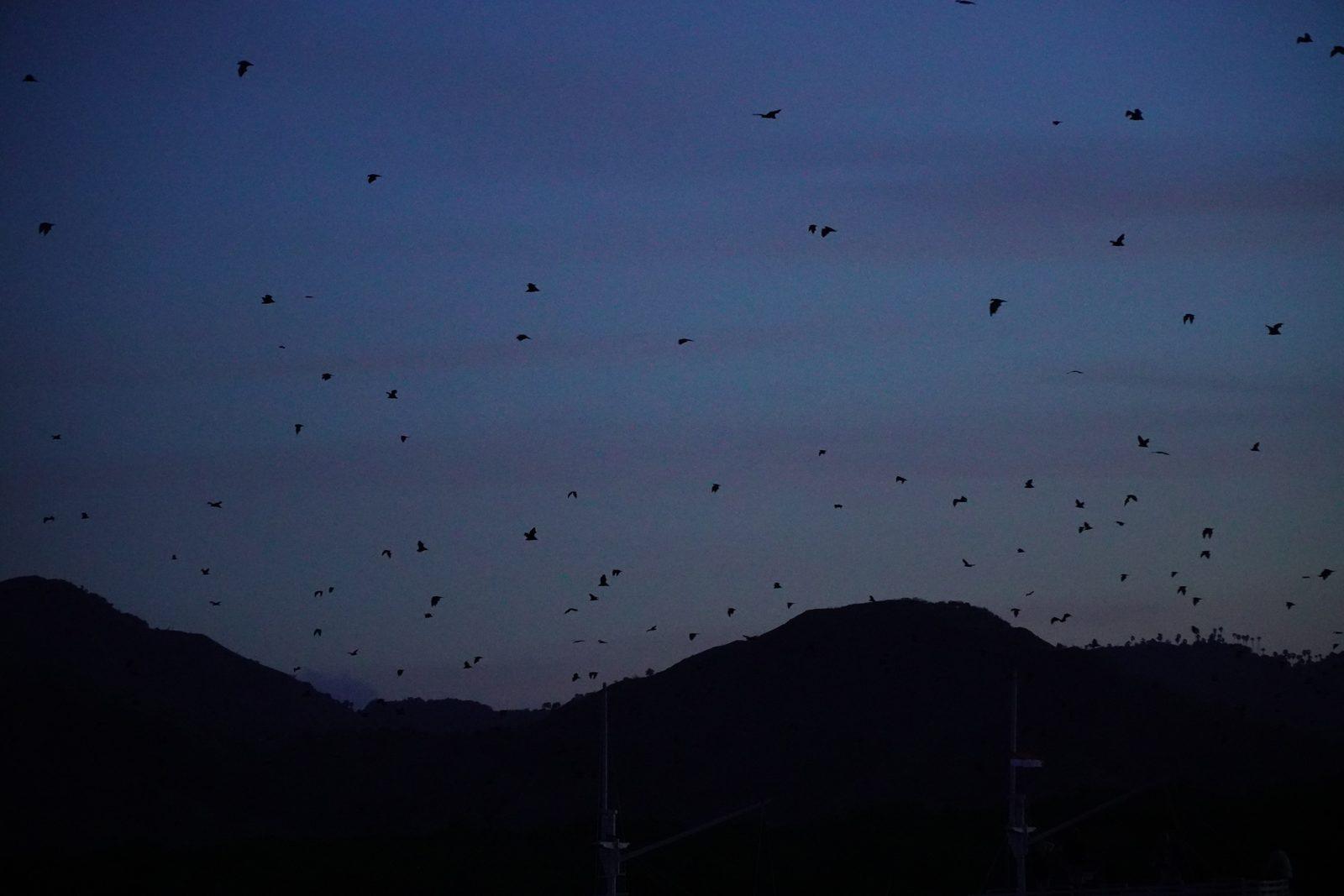 Kalong – bats flying over dark hills at dusk (Foto real de un viaje de Komodo Explorer)