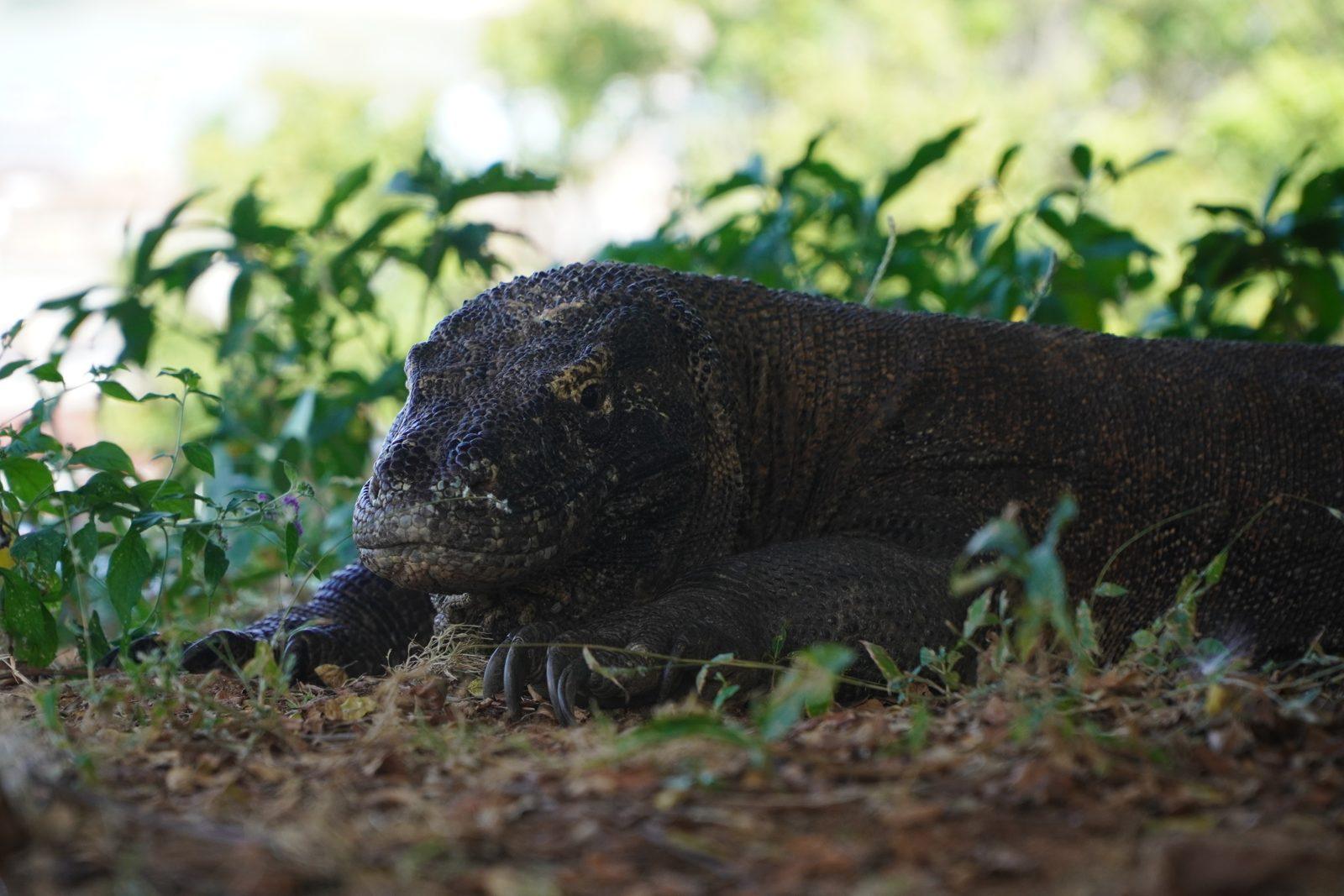 Princess Lala Phinisi – Caminata de los dragones de Komodo