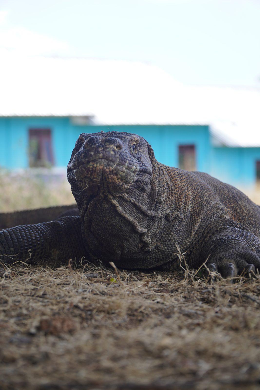 Komodo – dragon in front of blue house (Foto real de un viaje de Komodo Explorer)