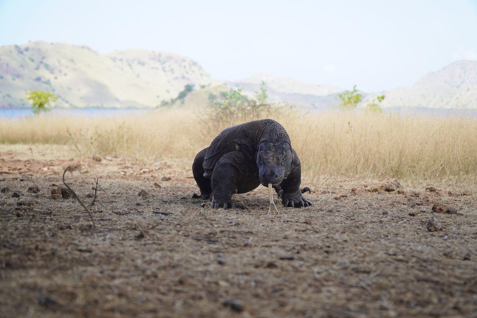 Komodo – dragon walking on dry savanna (Foto real de un viaje de Komodo Explorer)