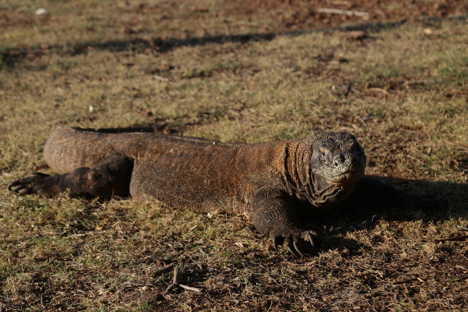 Komodo – komodo dragon resting in dry grass (Foto real de un viaje de Komodo Explorer)