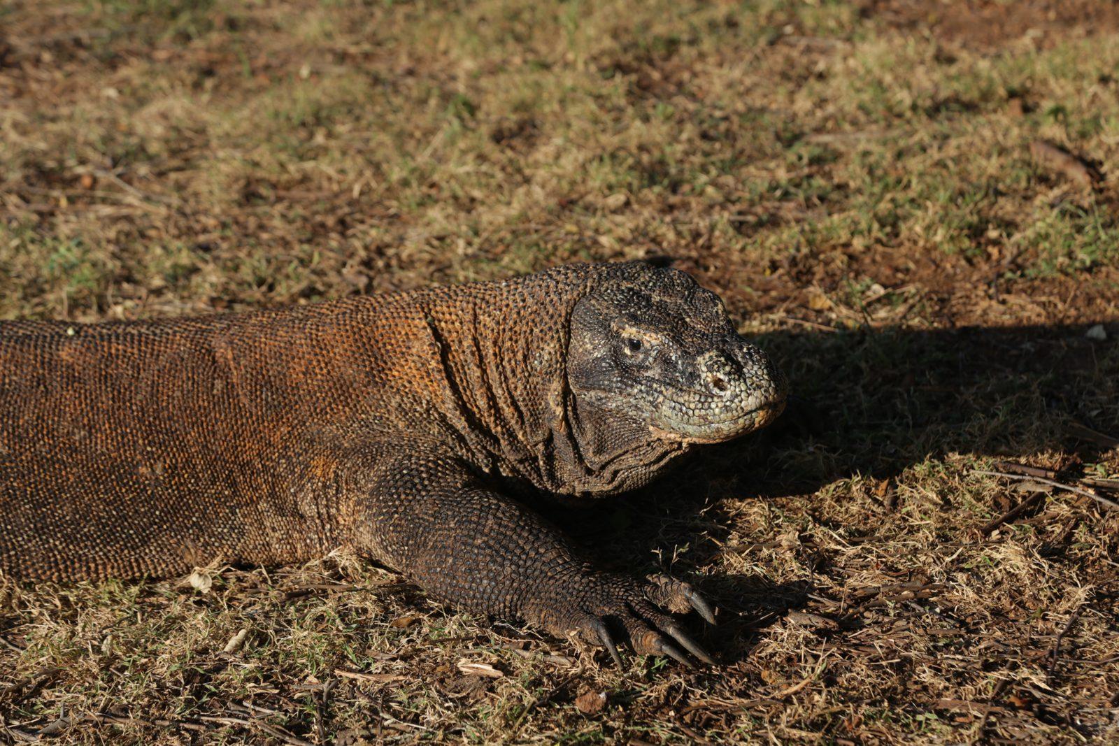 Komodo – komodo dragon close, dry grass (Foto real de un viaje de Komodo Explorer)