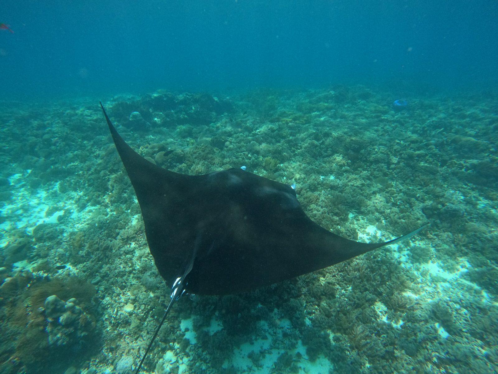 Princess Lala Phinisi – Strömungsschnorcheln am Manta Point