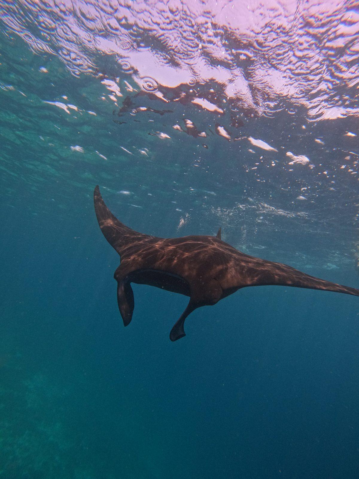 Manta Point – manta ray below swimmer at surface (Echtes Foto von einer Komodo-Explorer-Fahrt)