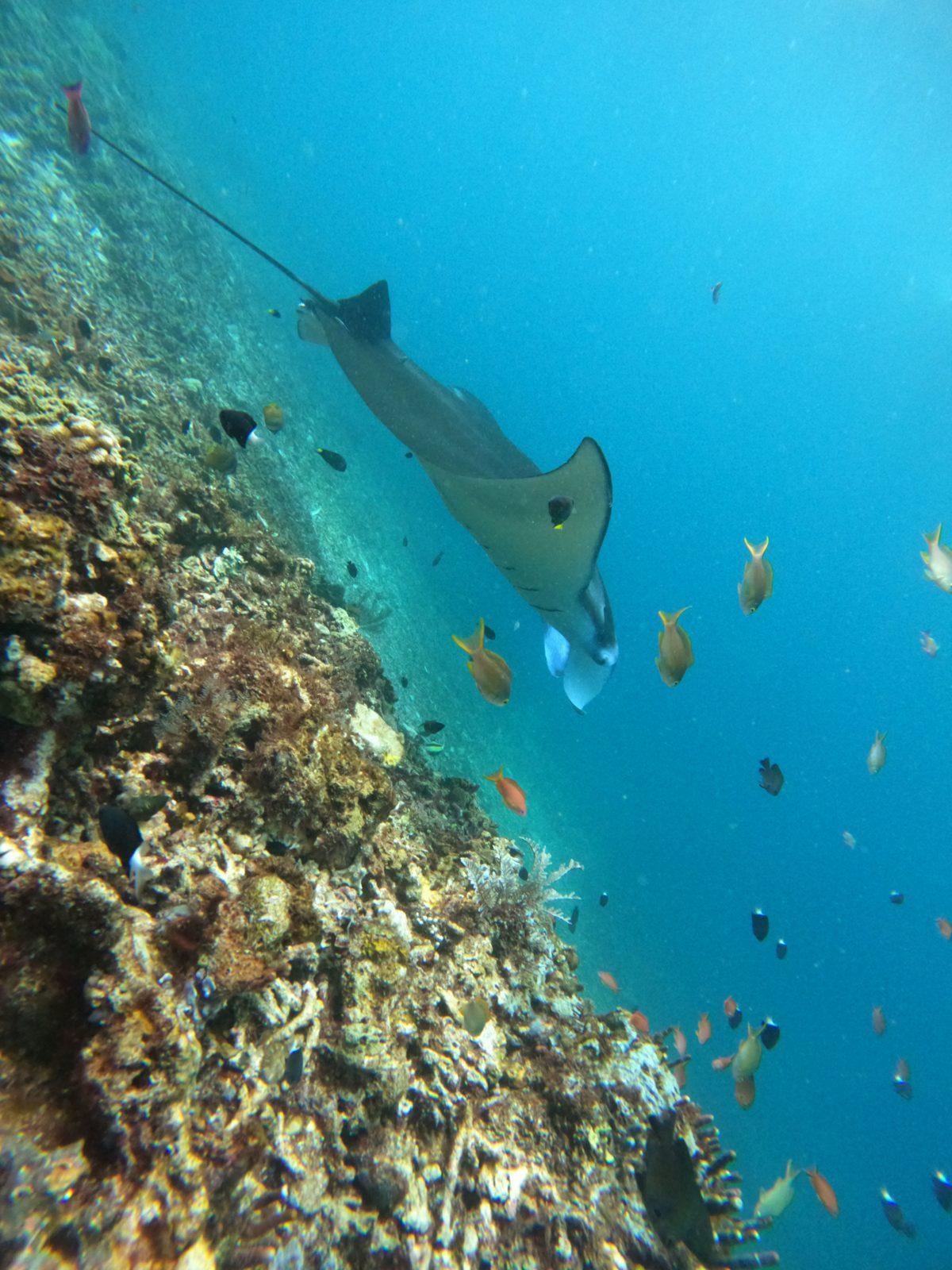 Manta Point – manta ray over reef with fish (Echtes Foto von einer Komodo-Explorer-Fahrt)