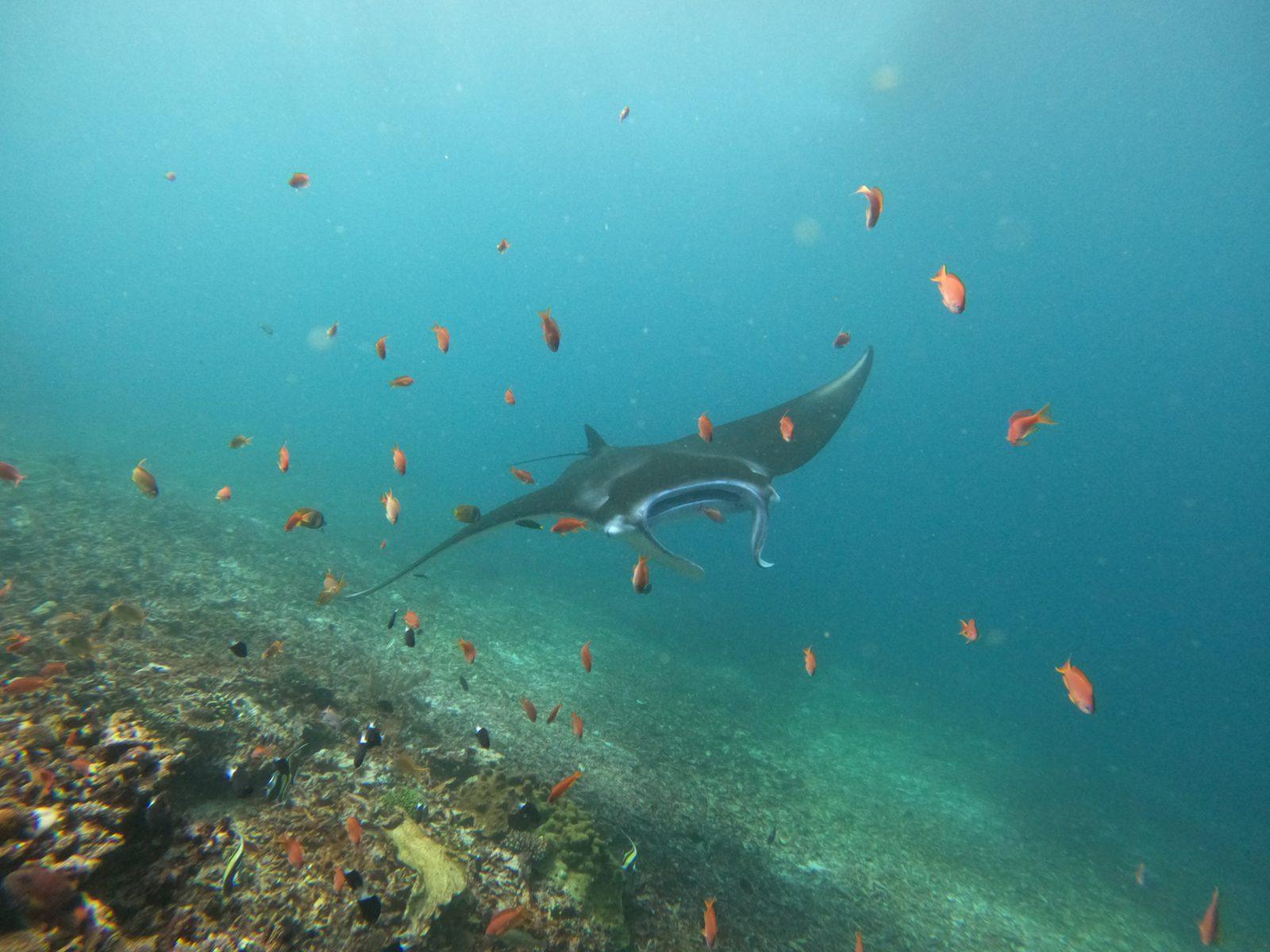Manta Point – manta ray with fish over reef (Echtes Foto von einer Komodo-Explorer-Fahrt)