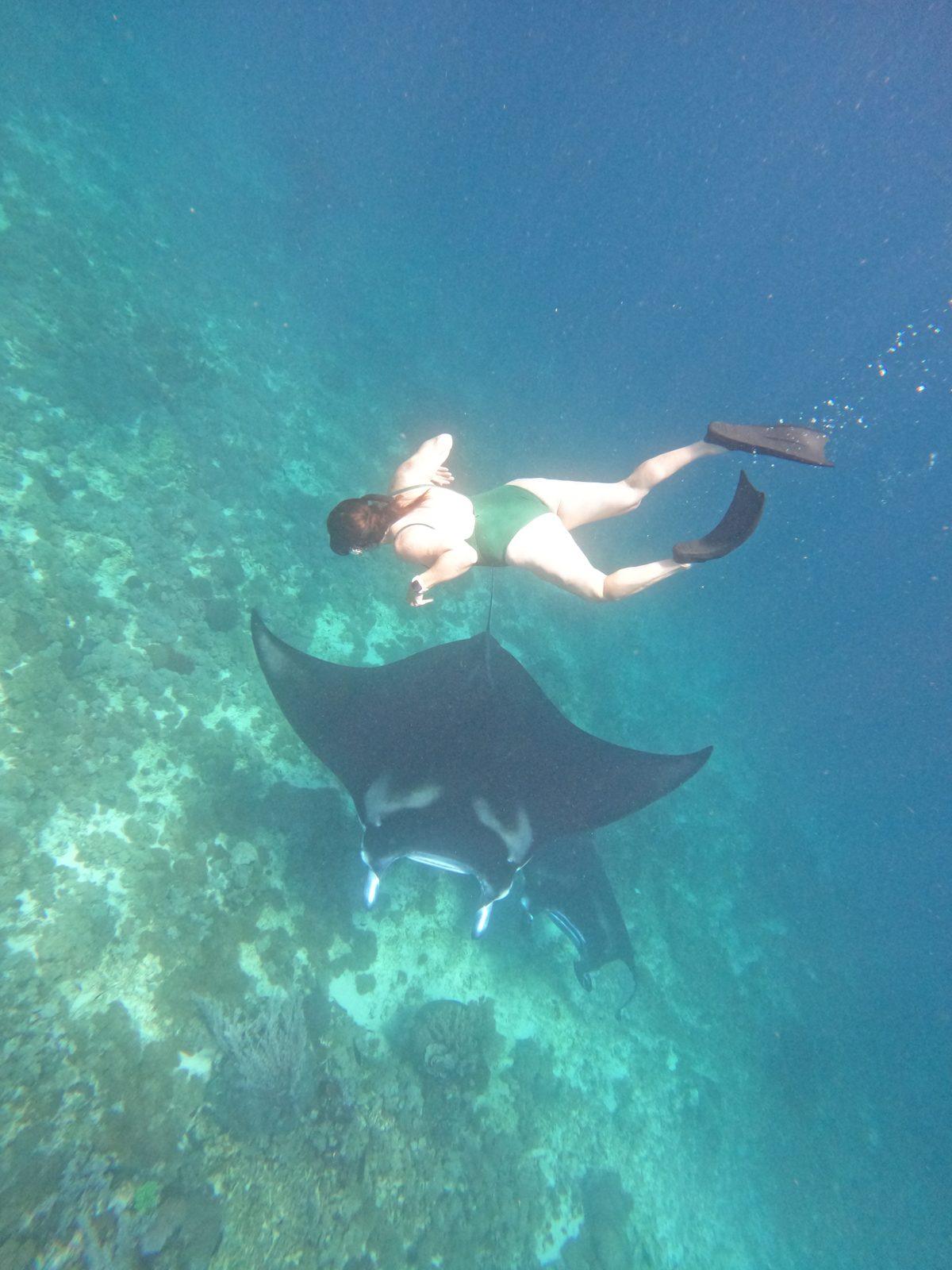 Manta Point – Snorkeller swimming beside manta ray (Echtes Foto von einer Komodo-Explorer-Fahrt)