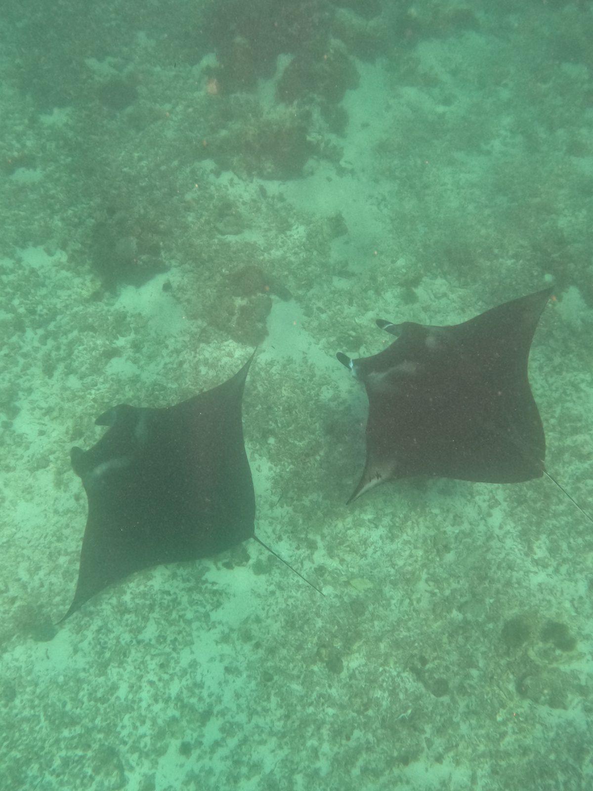 Manta Point – Two mantas over sandy reef, overhead (Echtes Foto von einer Komodo-Explorer-Fahrt)