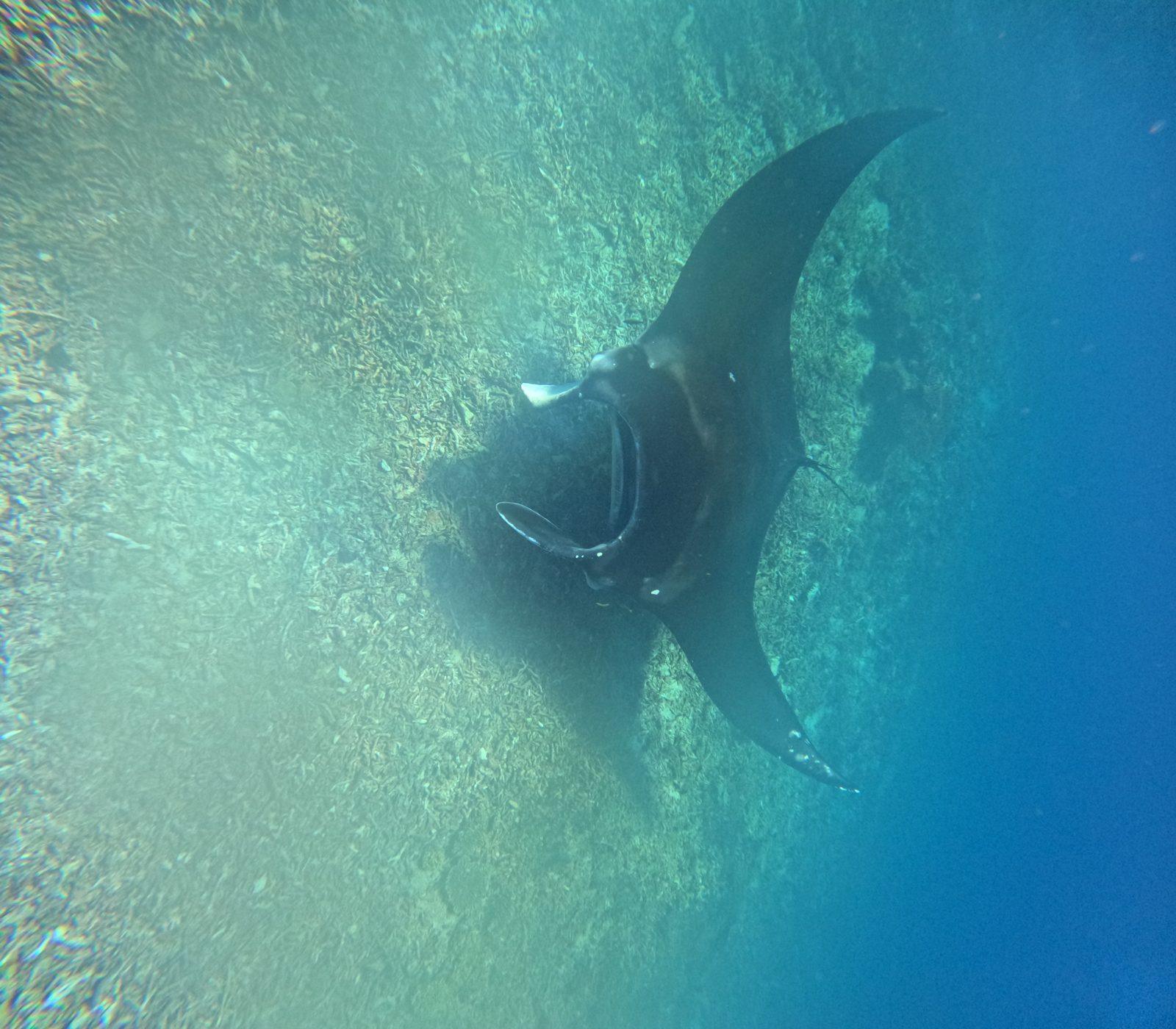 Manta Point – manta ray gliding over bright shallow water (Echtes Foto von einer Komodo-Explorer-Fahrt)