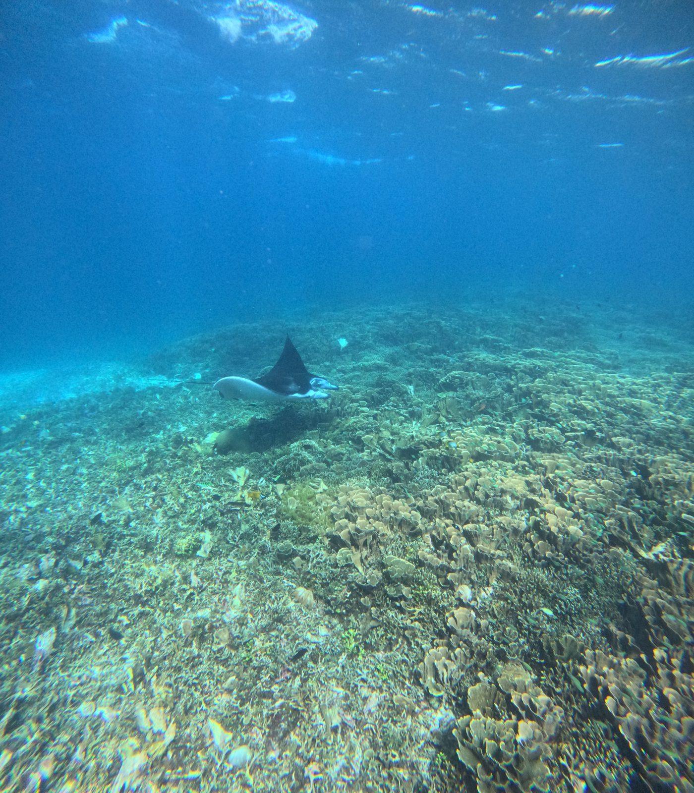 Manta Point – two manta rays gliding over reef (Echtes Foto von einer Komodo-Explorer-Fahrt)
