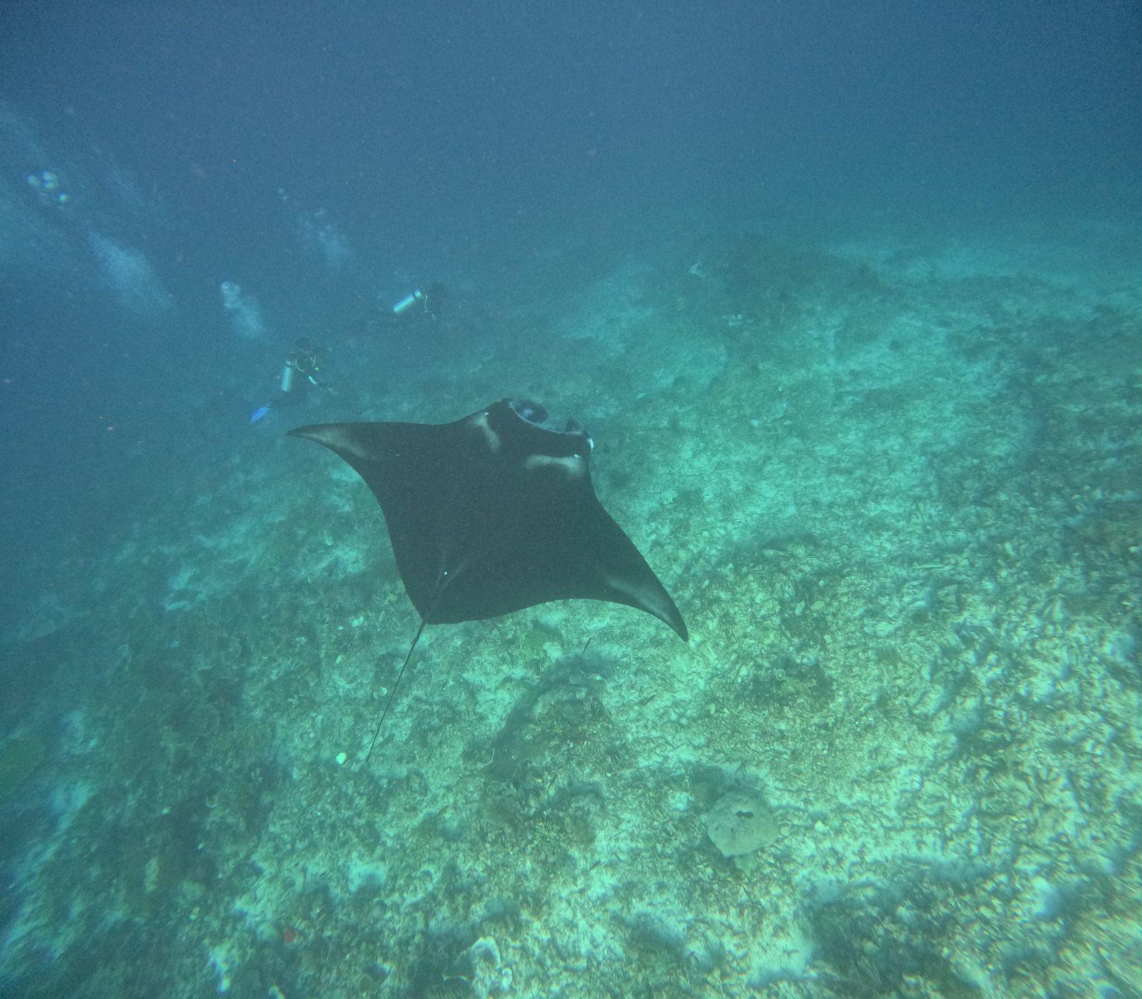 Manta Point – manta ray gliding over reef floor (Echtes Foto von einer Komodo-Explorer-Fahrt)