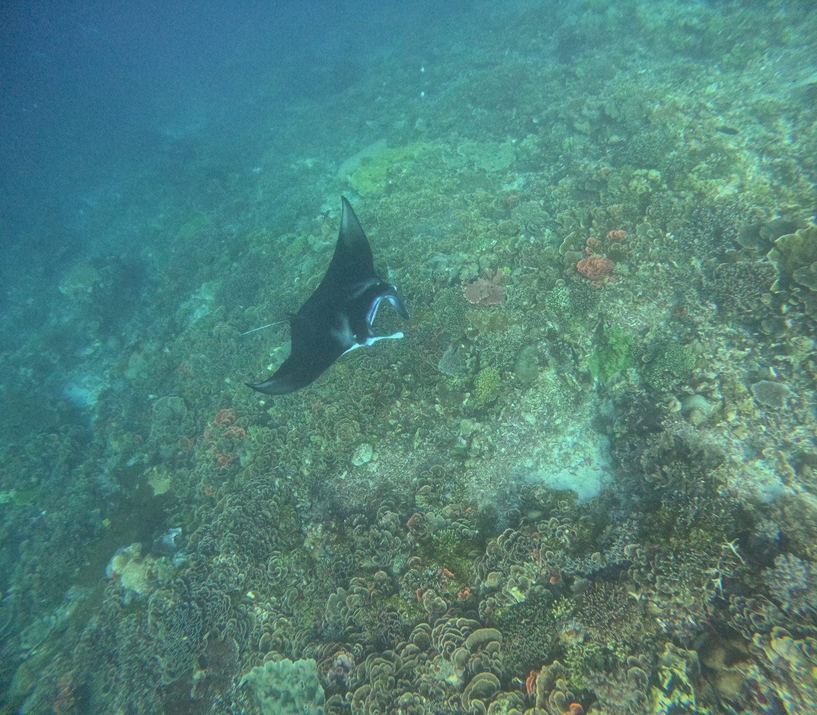 Manta Point – manta ray over dark reef (Echtes Foto von einer Komodo-Explorer-Fahrt)