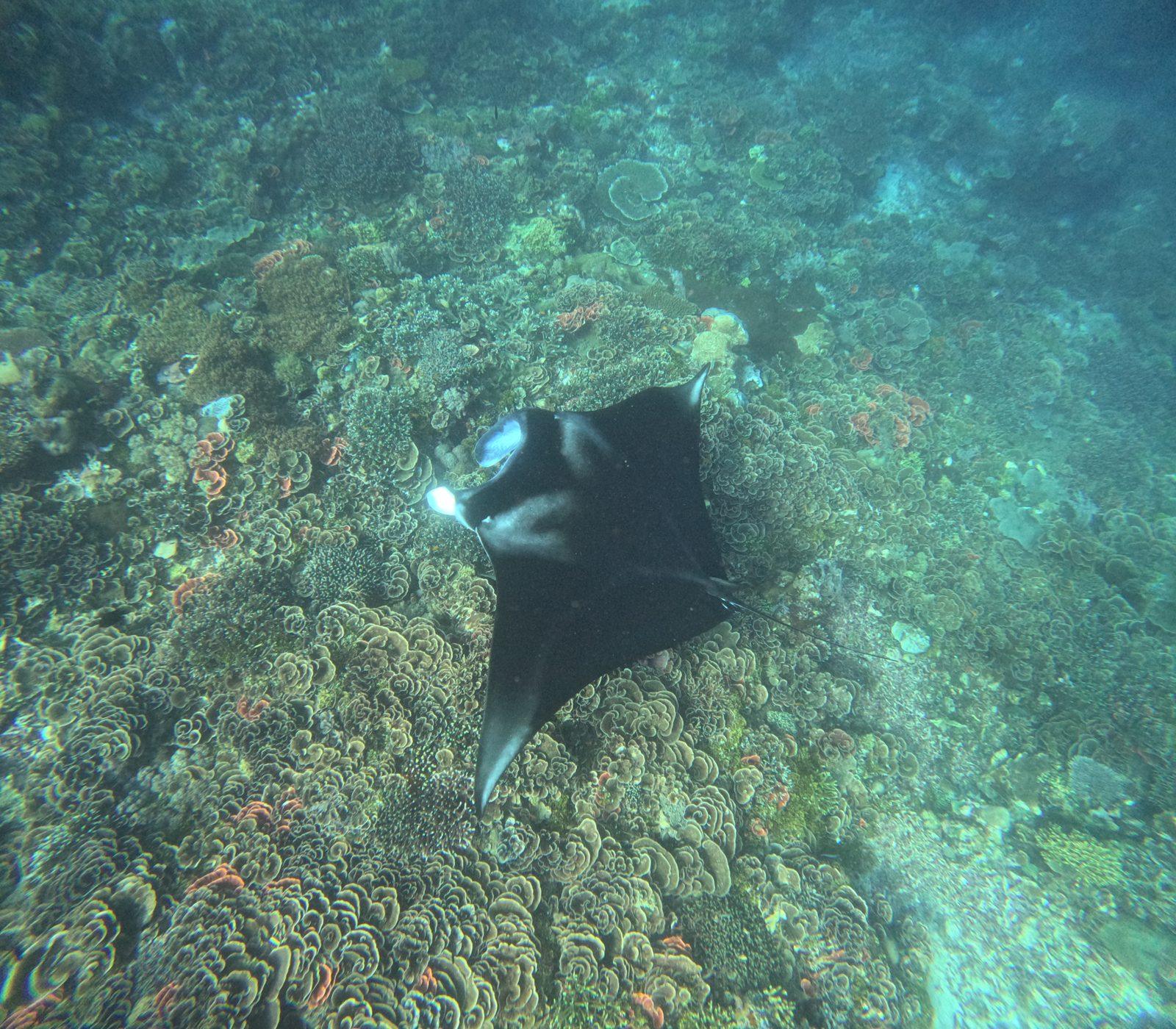 Manta Point – manta ray over coral reef (Echtes Foto von einer Komodo-Explorer-Fahrt)