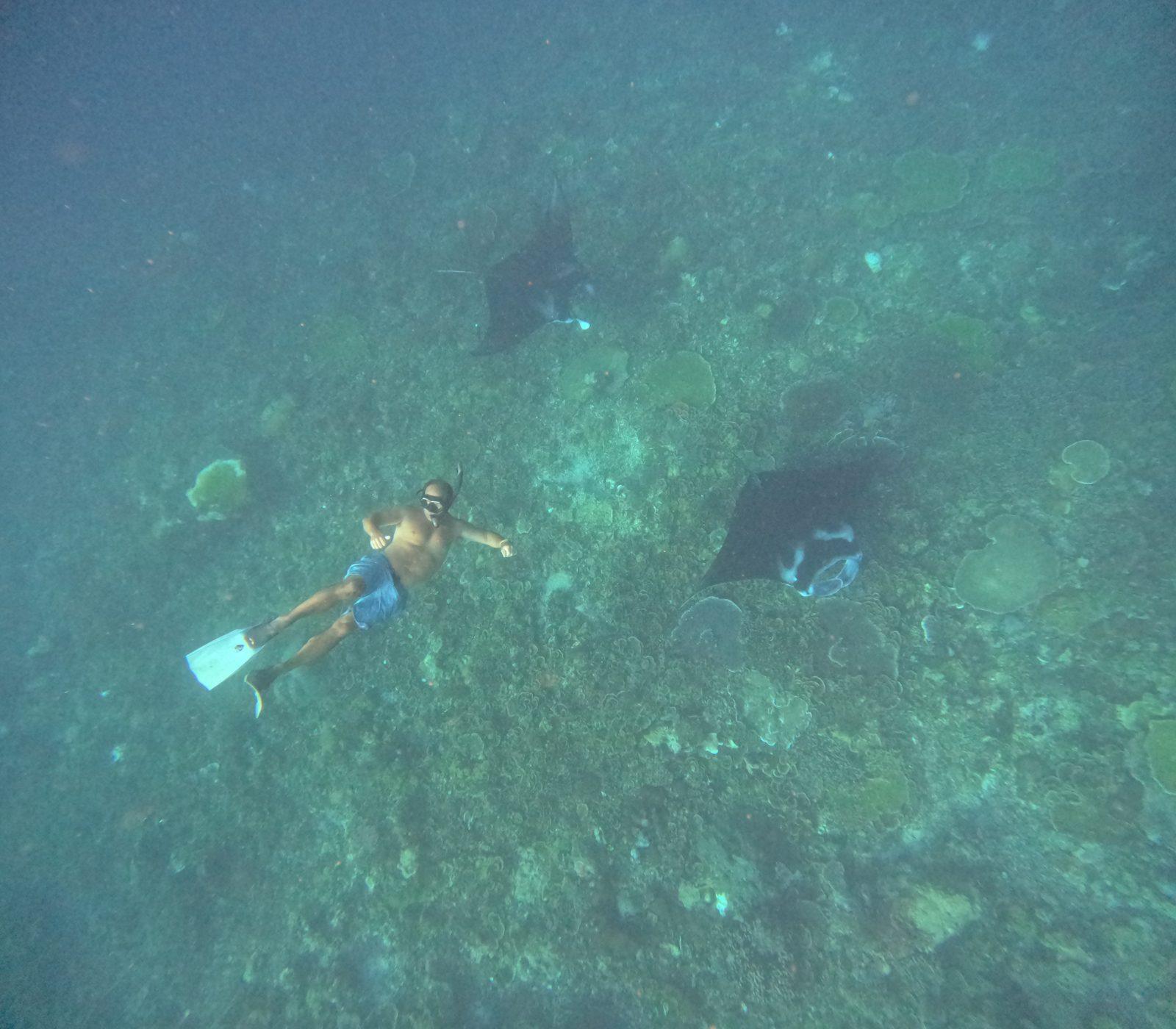Manta Point – snorkeller with mantas over reef (Echtes Foto von einer Komodo-Explorer-Fahrt)
